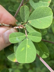 Grona heterocarpos