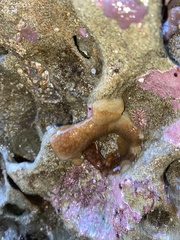 Aplidium californicum