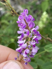 Grona heterocarpos
