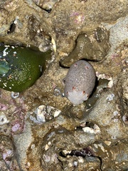 Acanthodoris nanaimoensis