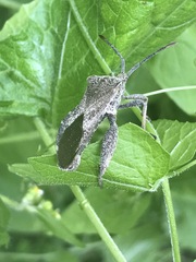 Piezogaster indecorus