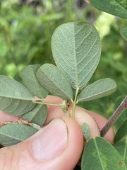 Grona heterocarpos