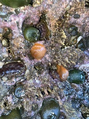 Aplidium californicum