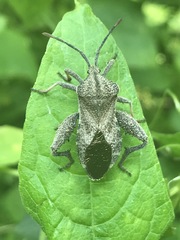 Piezogaster indecorus