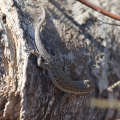 Urosaurus nigricauda