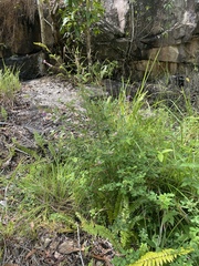 Grona heterocarpos