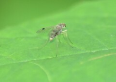 Chrysopilus modestus