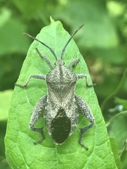 Piezogaster indecorus