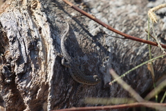 Urosaurus nigricauda