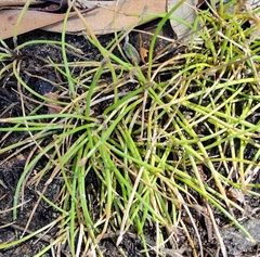 Eleocharis minuta