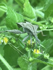 Piezogaster indecorus