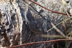 Urosaurus nigricauda
