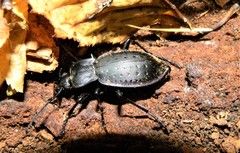 Carabus hortensis