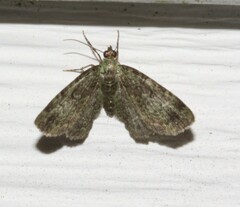 Pasiphila rectangulata