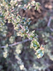 Ceanothus foliosus foliosus