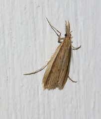 Donacaula albicostellus