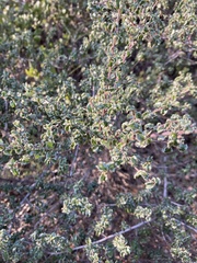 Ceanothus foliosus foliosus