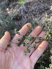 Ceanothus foliosus foliosus