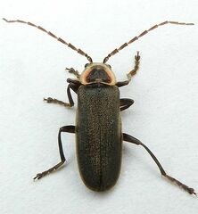 Atalantycha dentigera