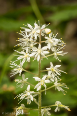Tiarella stolonifera
