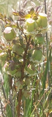 Pimelea bracteata