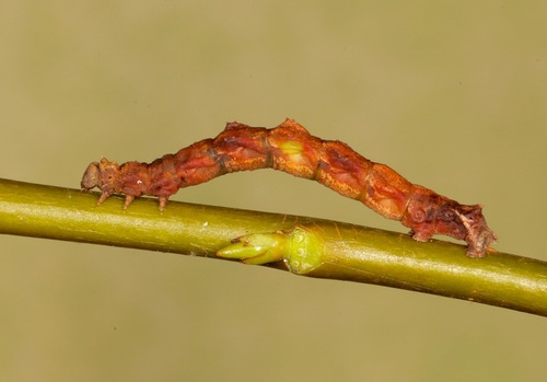 Red-patched Emerald photo 2
