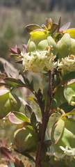 Pimelea bracteata