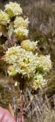 Pimelea bracteata