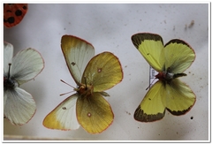 Colias pelidne