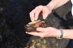 Holothuria cinerascens