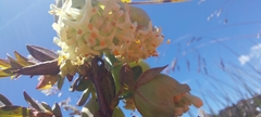 Pimelea bracteata