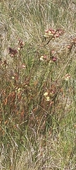 Pimelea bracteata