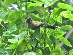 Pycnonotus barbatus layardi