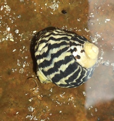 Austrocochlea porcata