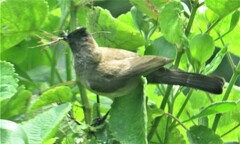 Pycnonotus barbatus layardi