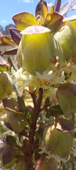 Pimelea bracteata