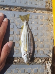 Helotes octolineatus