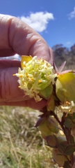 Pimelea bracteata