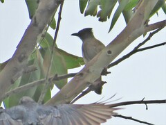 Pycnonotus barbatus layardi