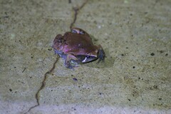 Hypopachus variolosus