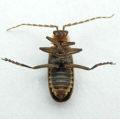 Atalantycha dentigera