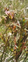 Pimelea bracteata