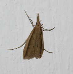 Donacaula albicostellus