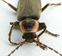 Atalantycha dentigera