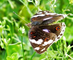 Junonia oenone oenone