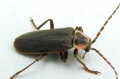 Atalantycha dentigera