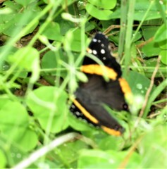 Vanessa hippomene hippomene