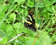 Vanessa hippomene hippomene