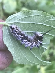 Apatelodes pudefacta