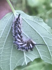 Apatelodes pudefacta